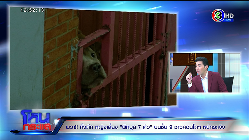 ภาพข่าว เจ้าของหมาพิทบูล 7 ตัว