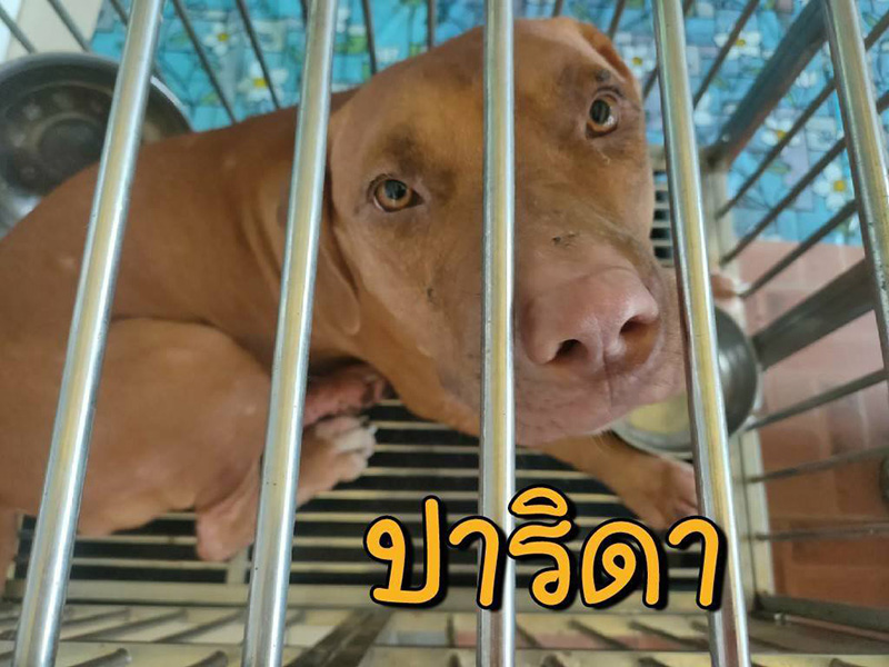 พิตบูล