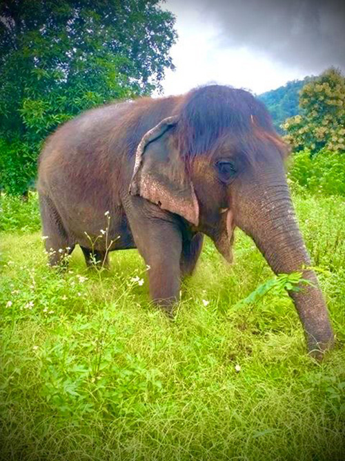 คุณยายช้าง