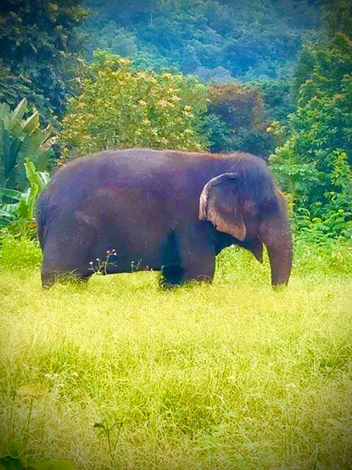 คุณยายช้าง