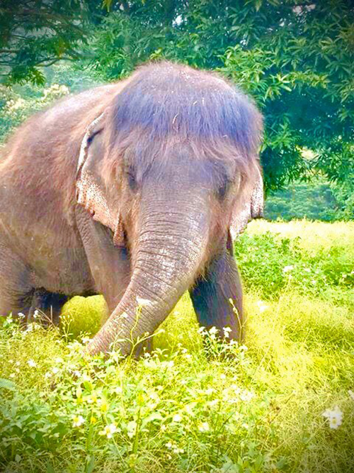 คุณยายช้าง