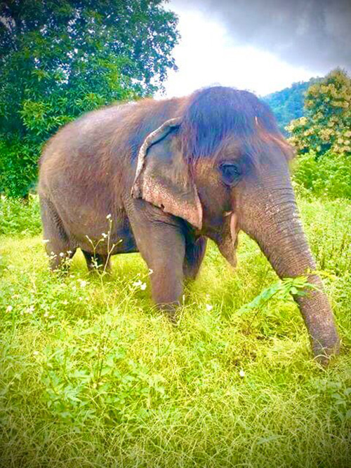 คุณยายช้าง