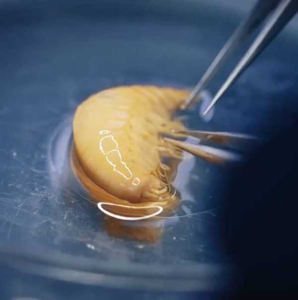 สัตว์สปีชีส์ใหม่