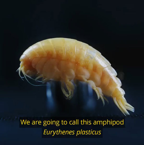 สัตว์สปีชีส์ใหม่