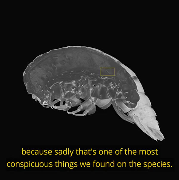 สัตว์สปีชีส์ใหม่