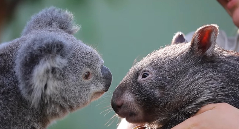 โคอาลา-วอมแบต