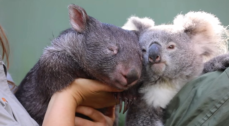 โคอาลา-วอมแบต