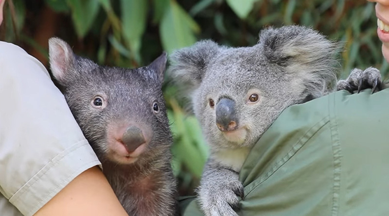 โคอาลา-วอมแบต