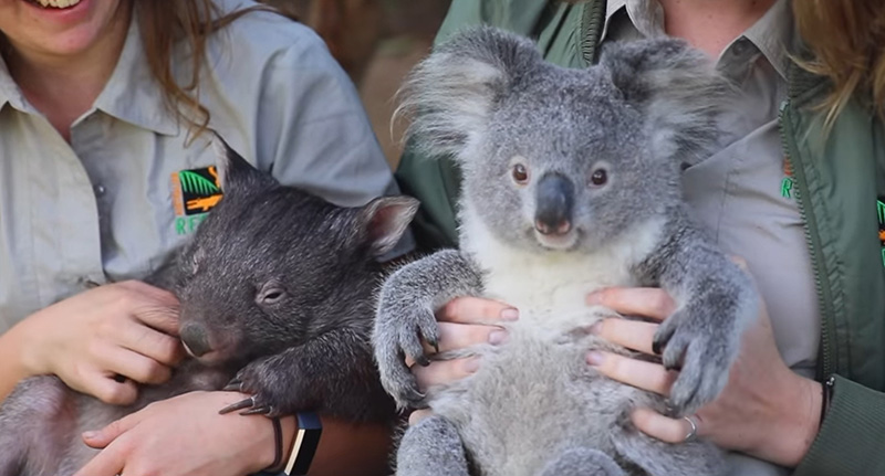 โคอาลา-วอมแบต