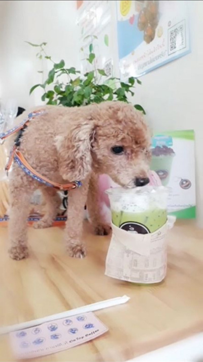 ป้าอุ้มหมา