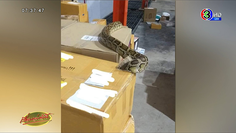 พี่เหลือมไซส์บิ๊ก