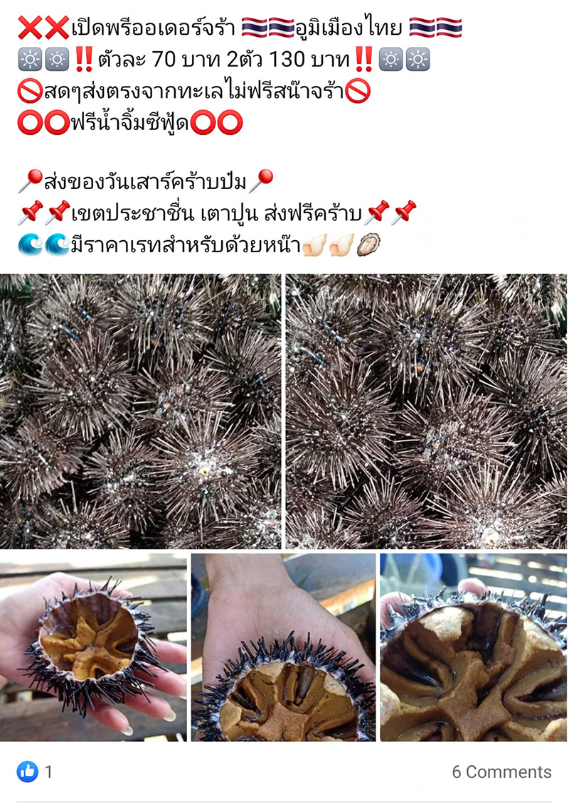 หอยเม่น