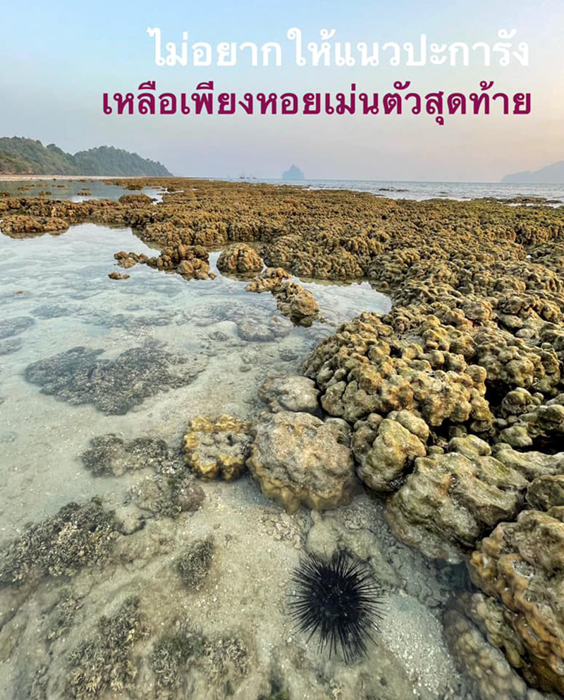 หอยเม่น