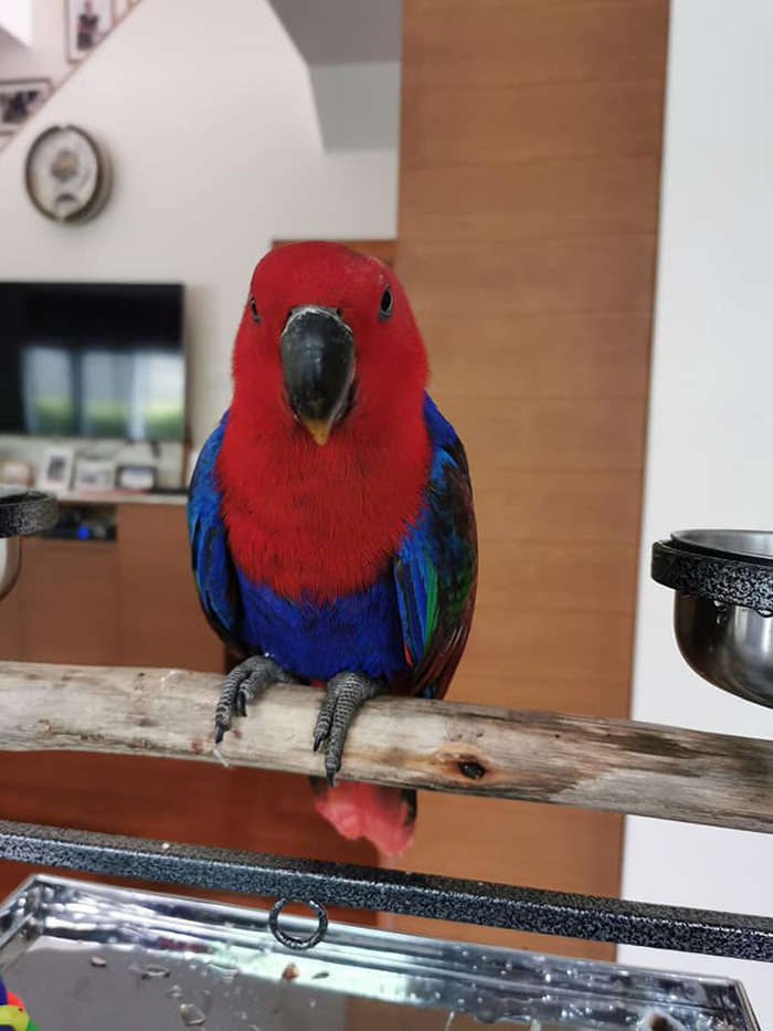 เจ้าแฟนต้า นกแก้วหาย