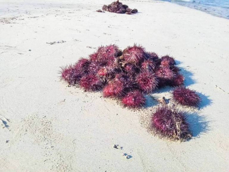 หอยเม่น