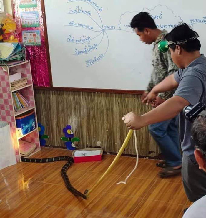 งูจงอาง