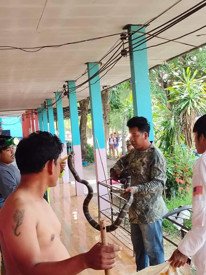 งูจงอาง