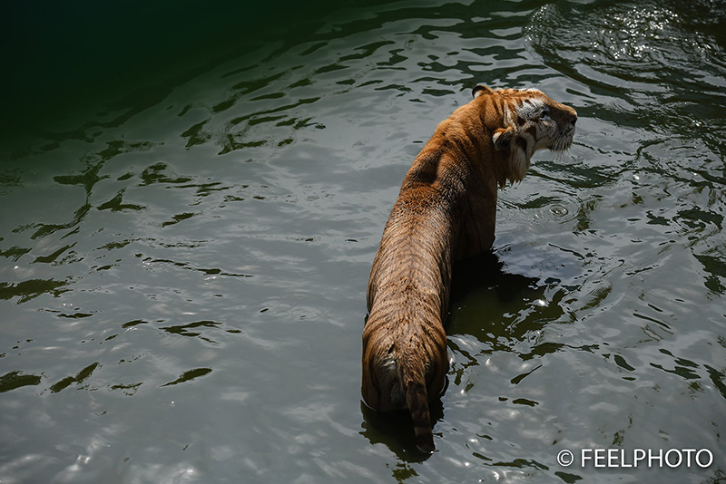 เจ้าของฟาร์มจระเข้ แจง