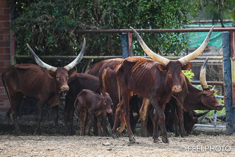 เจ้าของฟาร์มจระเข้ แจง