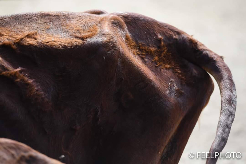 เจ้าของฟาร์มจระเข้ แจง