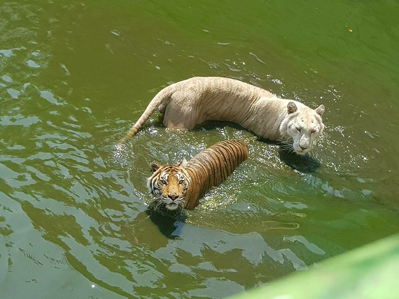 เจ้าของฟาร์มจระเข้ แจง