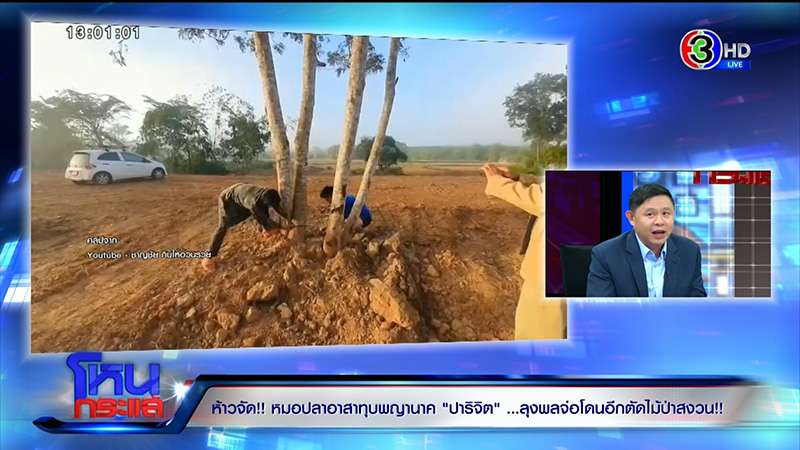 โค่นต้นไม้