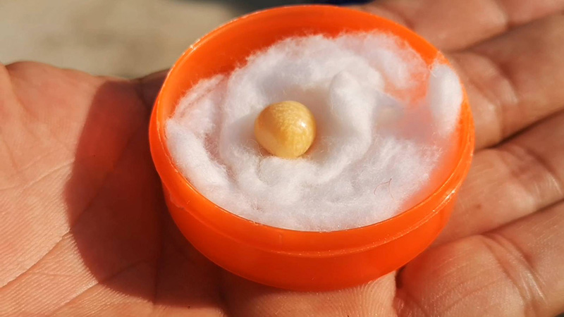 คนเจอไข่มุกในหอยโข่ง