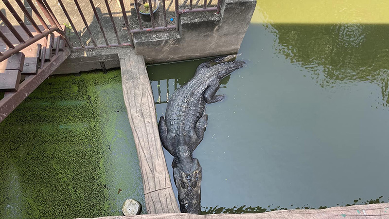 เจ้าของฟาร์มจระเข้ แจง