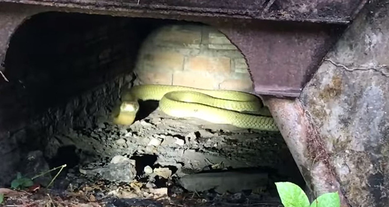 งูจงอางเผือก