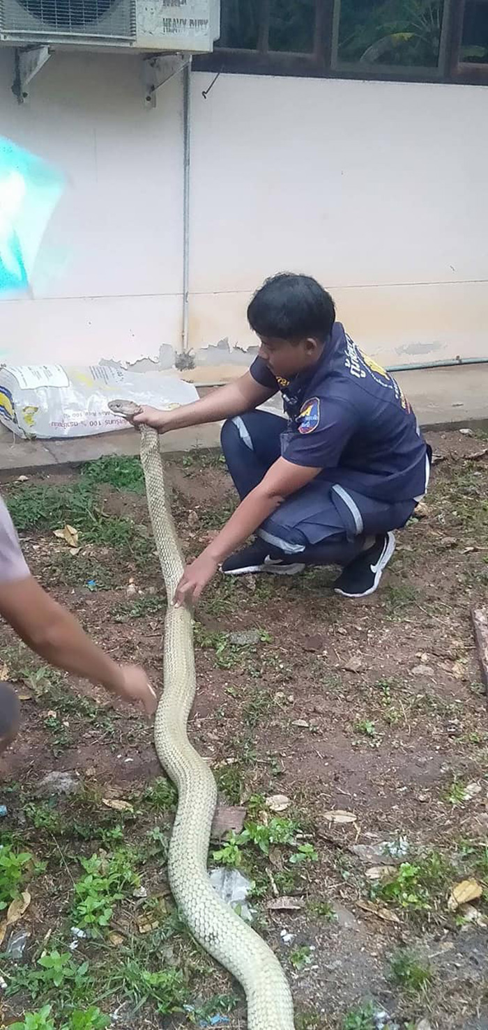 งูจงอางเผือก