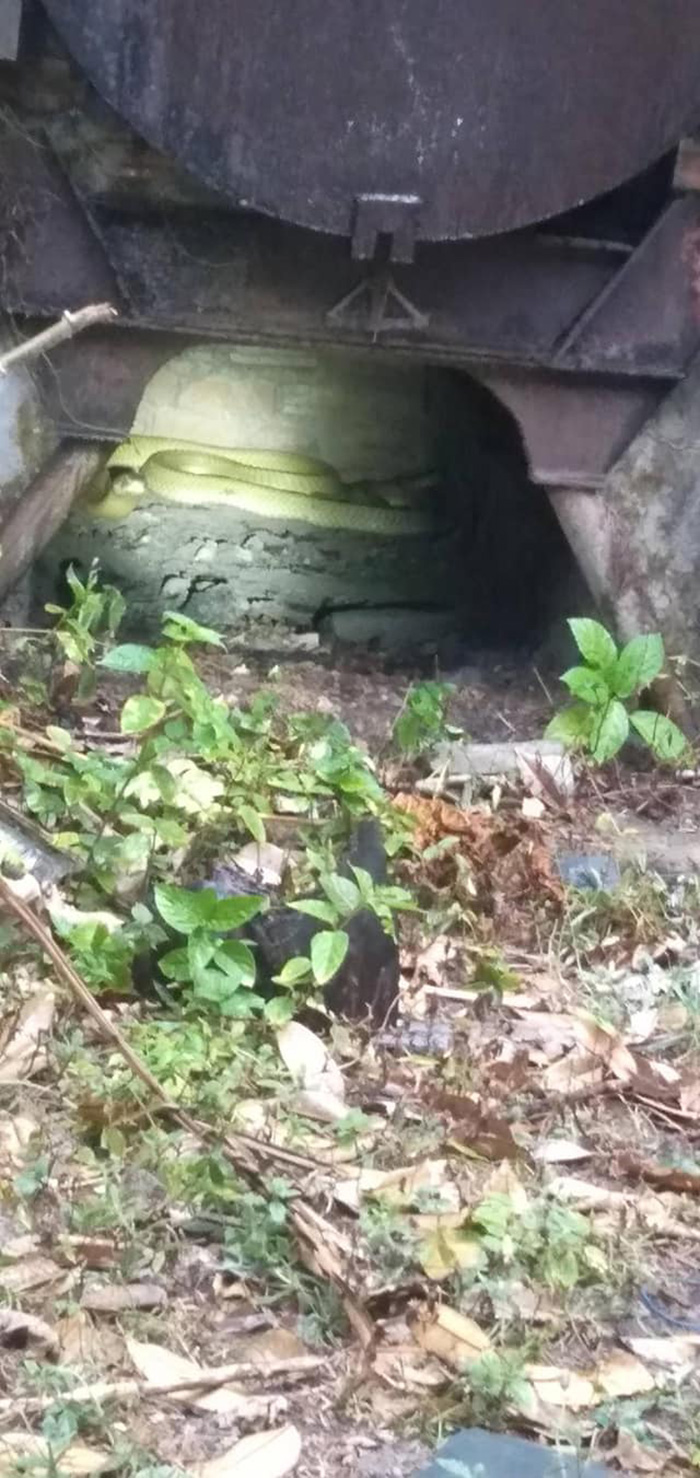 งูจงอางเผือก