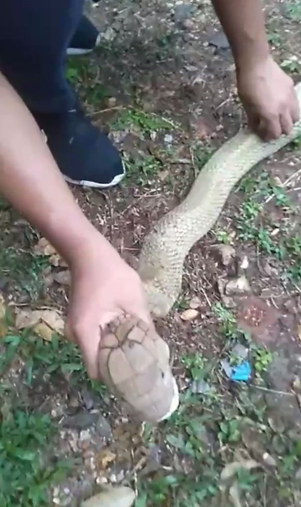 งูจงอางเผือก