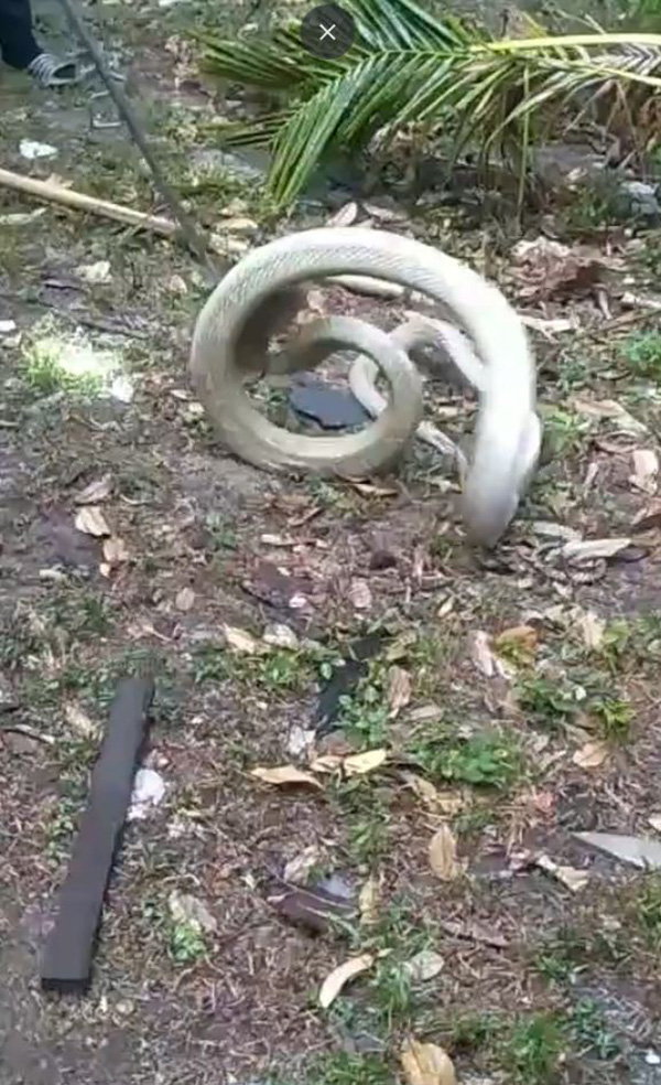 งูจงอางเผือก