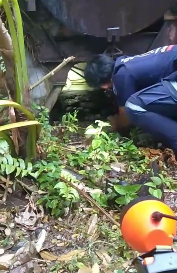 งูจงอางเผือก