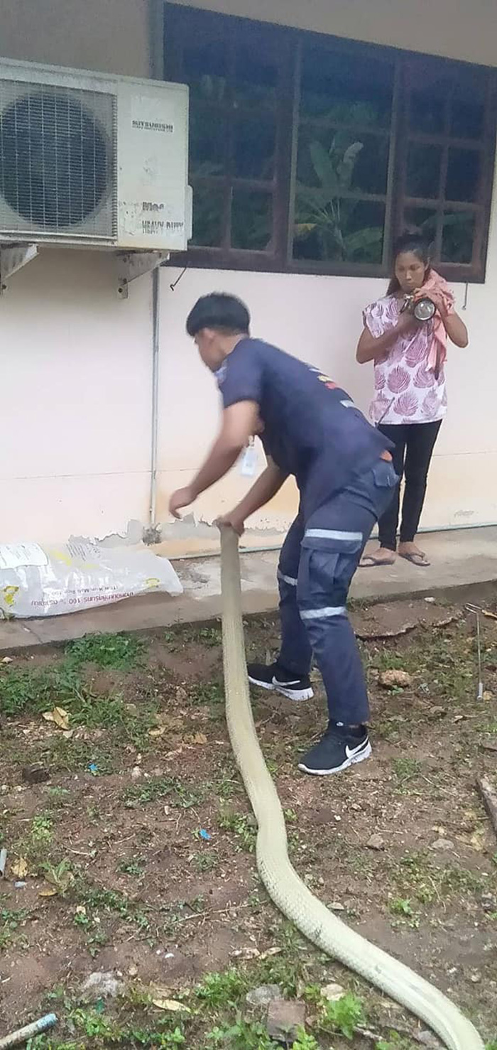 งูจงอางเผือก