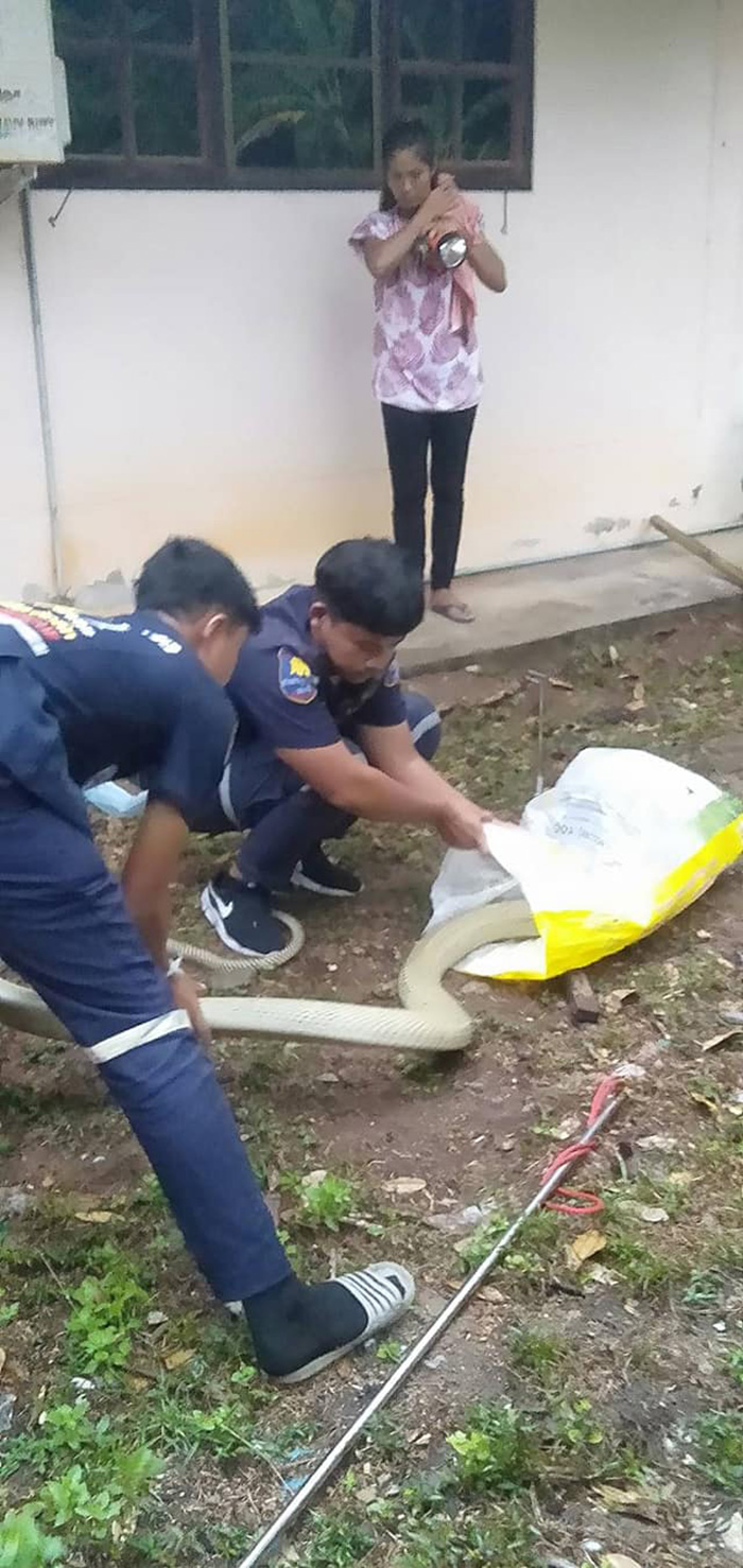 งูจงอางเผือก