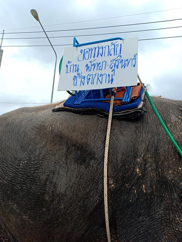 ช้าง