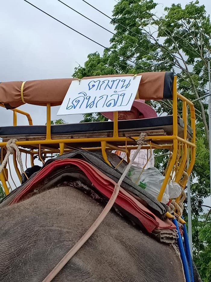 ช้าง