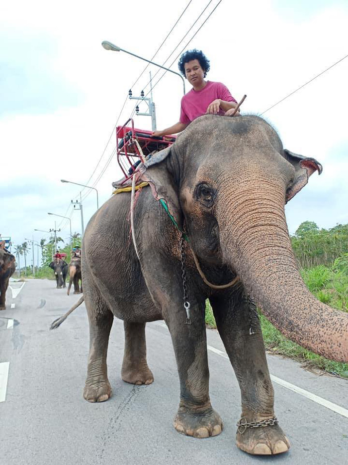 ช้าง