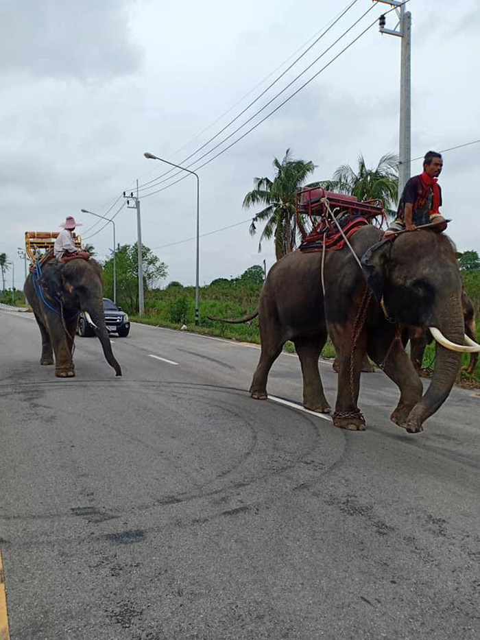 ช้าง