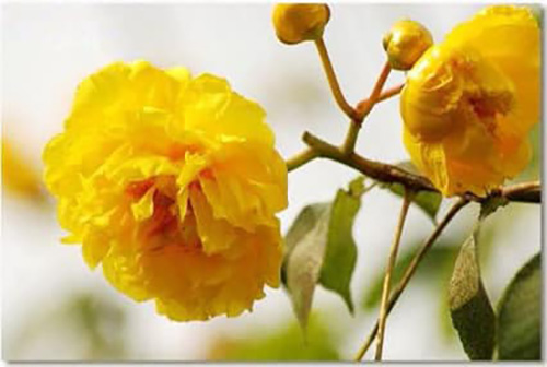 เจ้าคุณพระสินีนาฏ