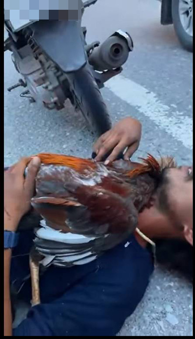 หนุ่มแทบขาดใจ กอดไก่นอนเกือกกลิ้งริมถนน 