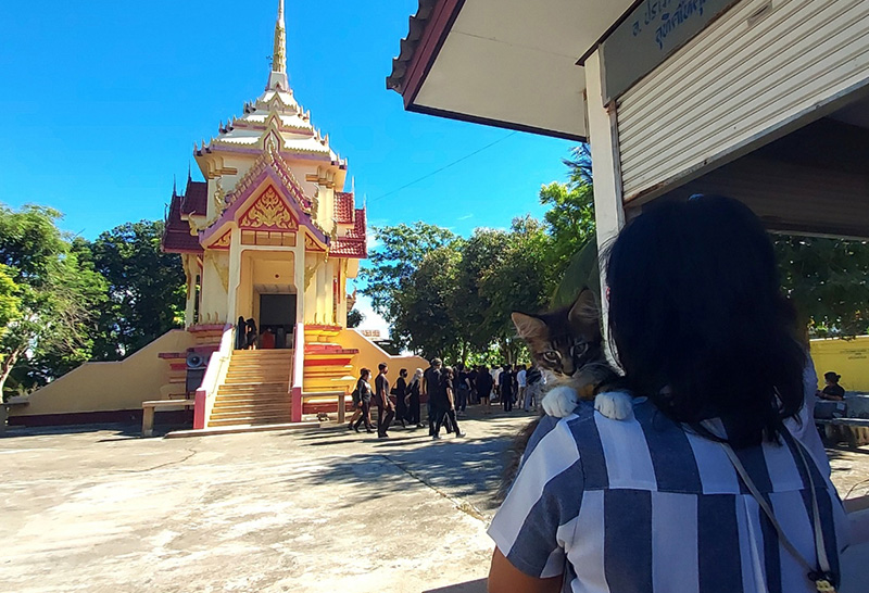 เผาแล้ว...สาวเหยื่อ BMW