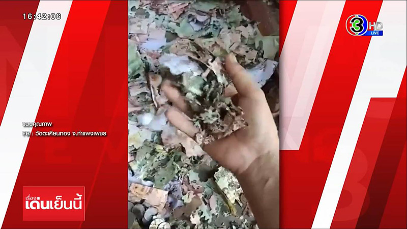 ปลวกขึ้นตู้บริจาคกินเงินหายเป็นหมื่น 