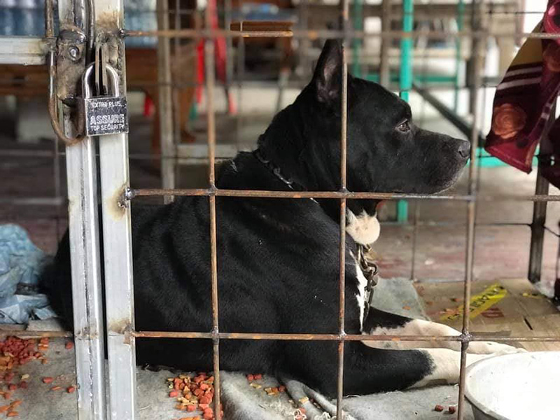 เวรกรรมของพระ คนทิ้งพิตบูลใต้กุฏิ 