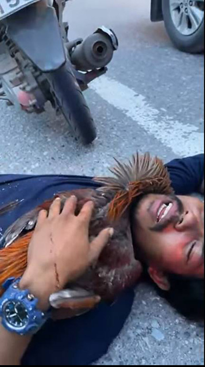 หนุ่มแทบขาดใจ กอดไก่นอนเกือกกลิ้งริมถนน 