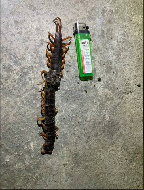 ตะขาบยักษ์