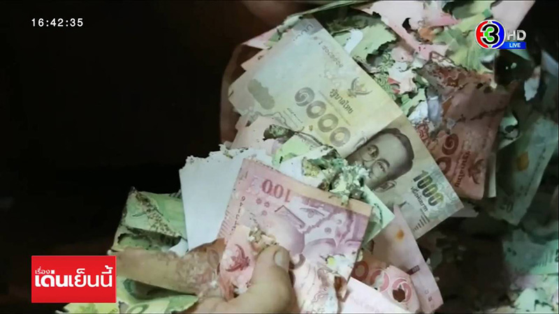 ปลวกขึ้นตู้บริจาคกินเงินหายเป็นหมื่น 
