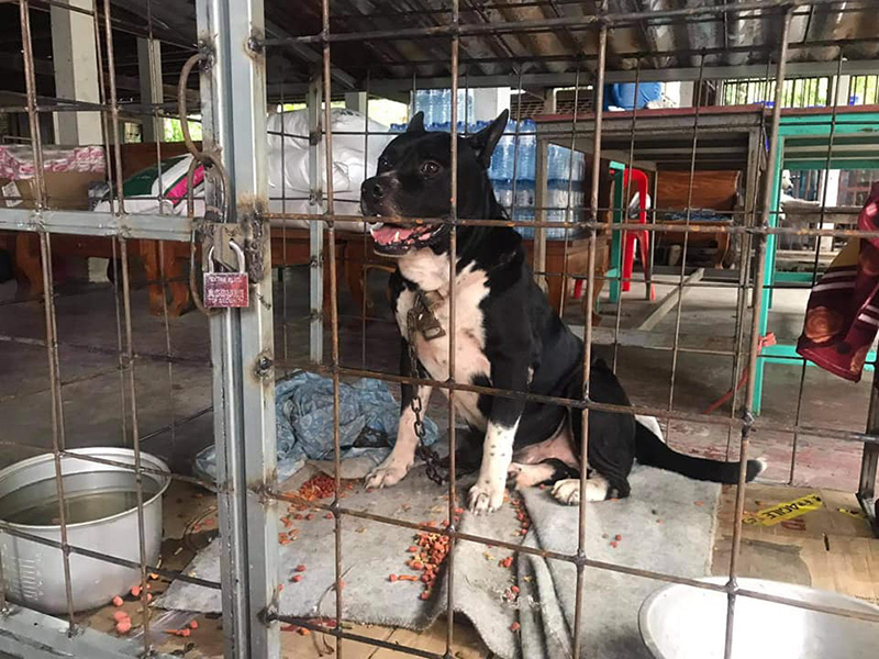 เวรกรรมของพระ คนทิ้งพิตบูลใต้กุฏิ 