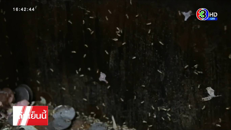 ปลวกขึ้นตู้บริจาคกินเงินหายเป็นหมื่น 